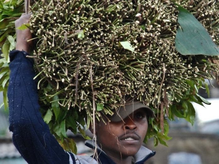 Ganacsatada Kenya oo soo jeediyey qorshe ay qaadka ku keenayaan Soomaaliya
