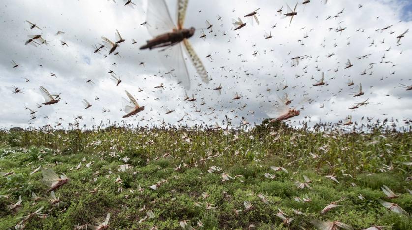UN continues support to fight desert locust in Somalia amid COVID-19 response