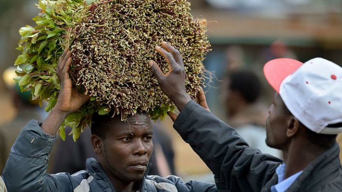 Gobolka Meru ee Kenya oo faqri galay, kadib markii la joojiyey qaadkii Soomaaliya